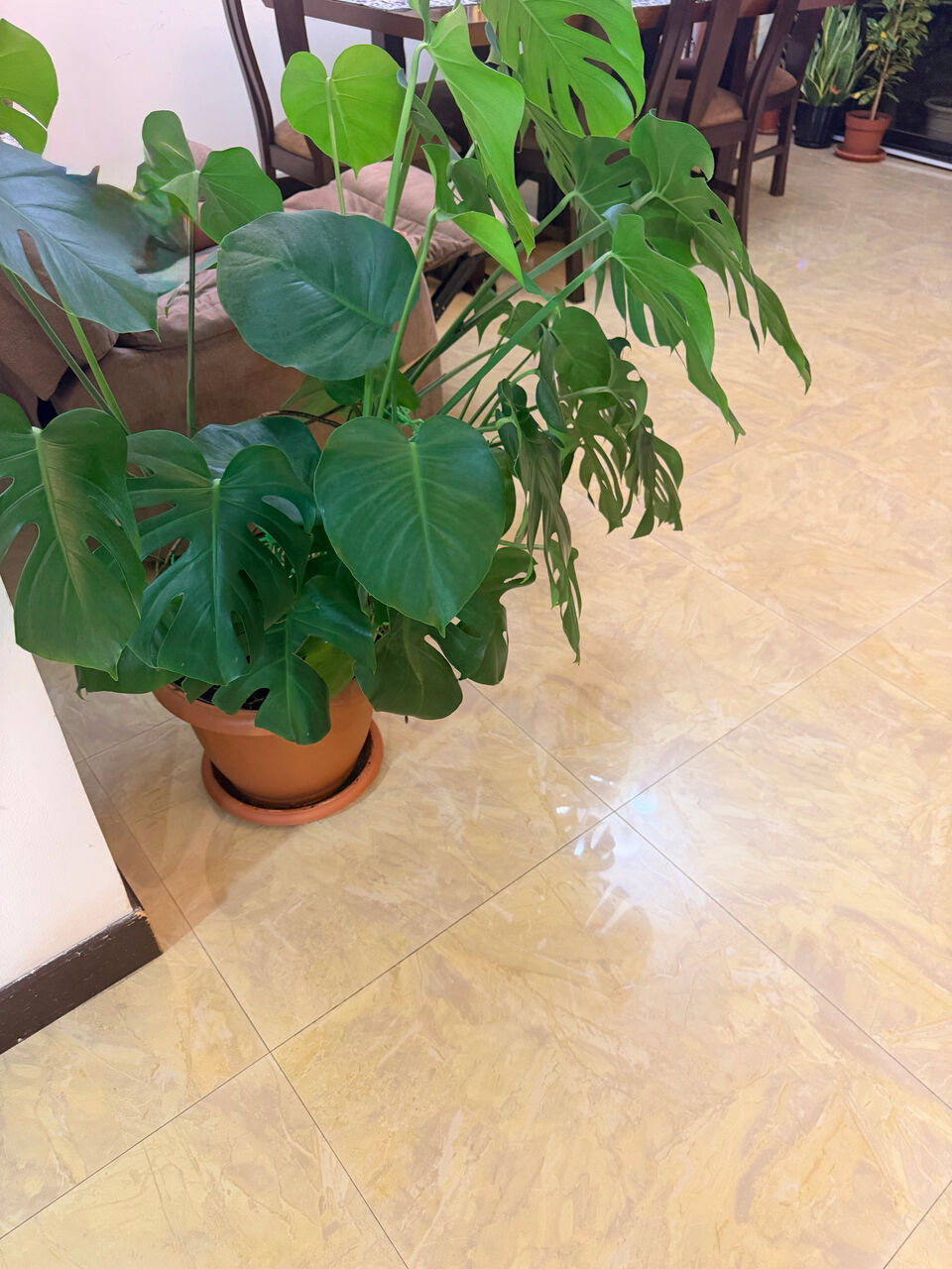Manama, Farm & Garden, BHD 30,  Monstera Plant
