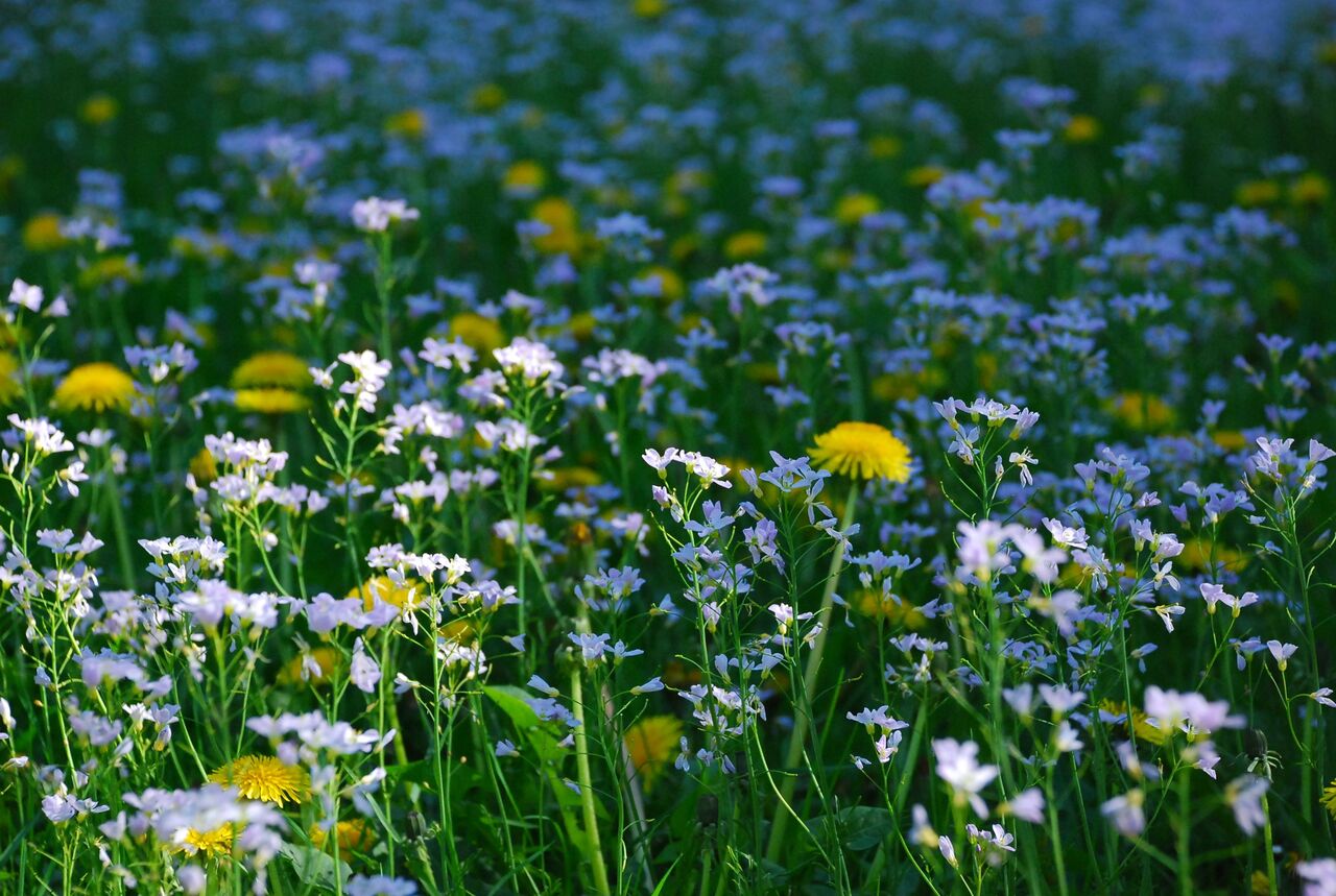 Dubai, Technical, Edible Flowers: A Growing Trend In Modern Farming