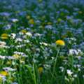 Edible Flowers: A Growing Trend In Modern Farming