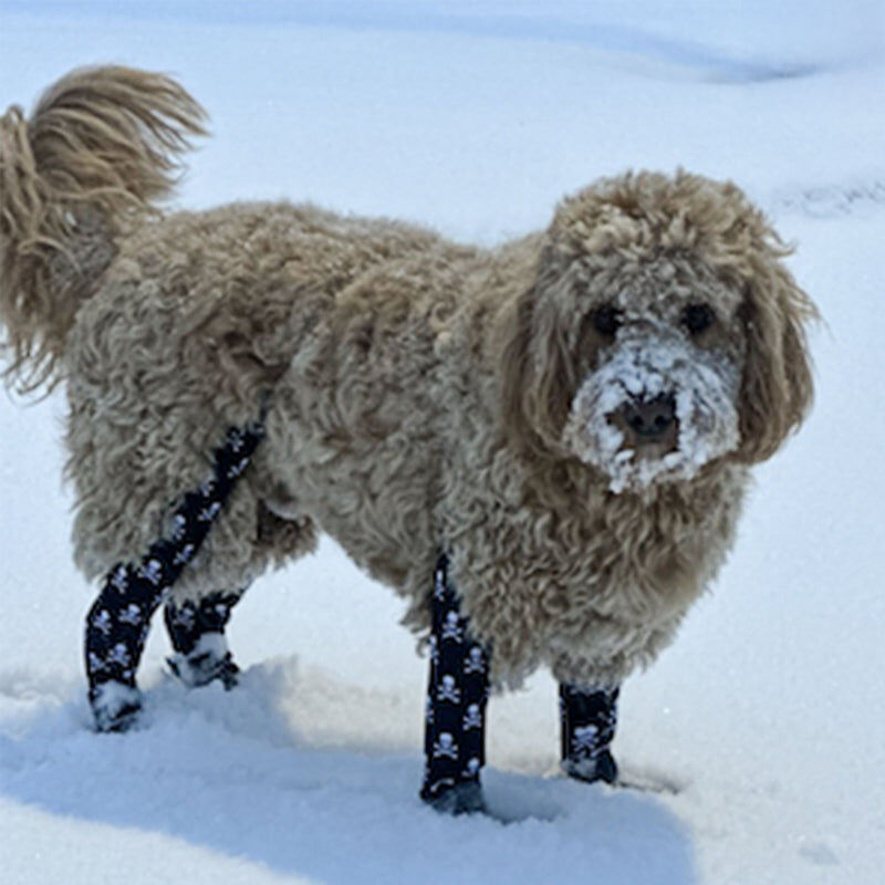 New York, Business, Secure And Comfortable Paw Protection