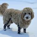 Secure And Comfortable Paw Protection