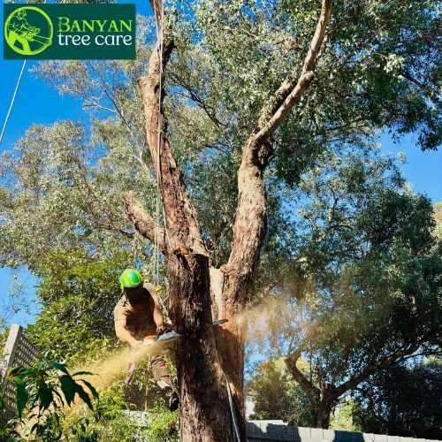 Melbourne, Business, Safe Tree Care Solutions For Melbourne Properties