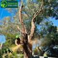 Safe Tree Care Solutions For Melbourne Properties