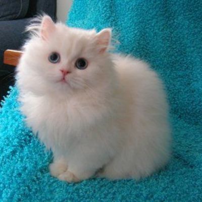 New York, Business, Where To Buy A Persian Cat