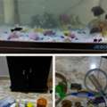 SAR 450,  Fish Aquarium