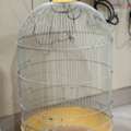 SAR 900,  4 Pair Of Birds + Cage + Accessories 0561870120