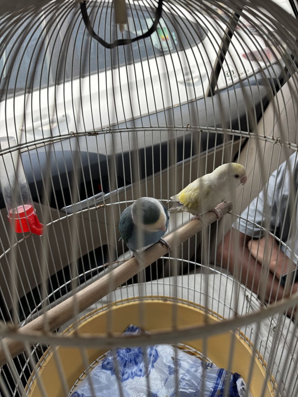 Jubail, Pet Supplies, SAR 900,  4 Pair Of Birds + Cage + Accessories 0561870120