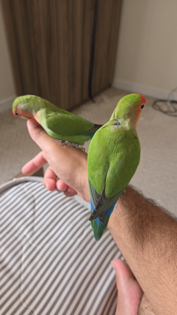 Jubail, Pet Supplies, SAR 900,  4 Pair Of Birds + Cage + Accessories 0561870120