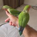 SAR 900,  4 Pair Of Lovely Birds + 3 Cages + Accessories + Breading Box (0561870120)