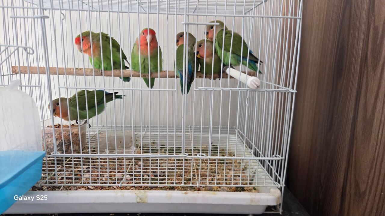 Jubail, Pet Supplies, SAR 900,  4 Pair Of Lovely Birds + 3 Cages + Accessories + Breading Box (0561870120)