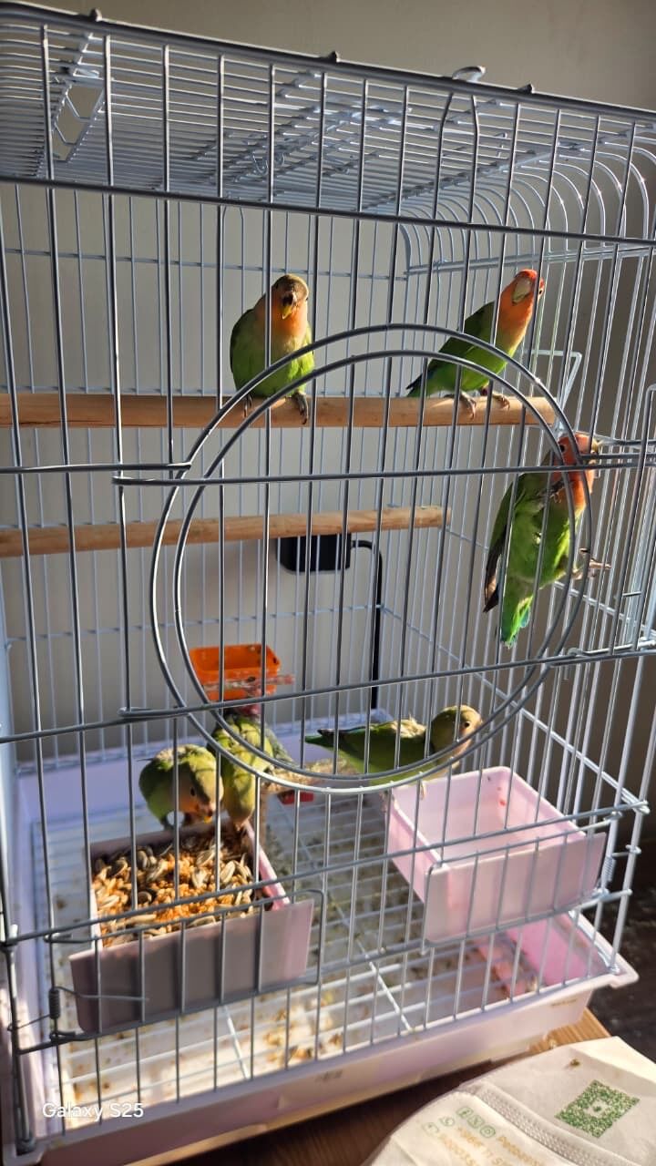 Jubail, Pet Supplies, SAR 900,  4 Pair Of Lovely Birds + 3 Cages + Accessories + Breading Box (0561870120)