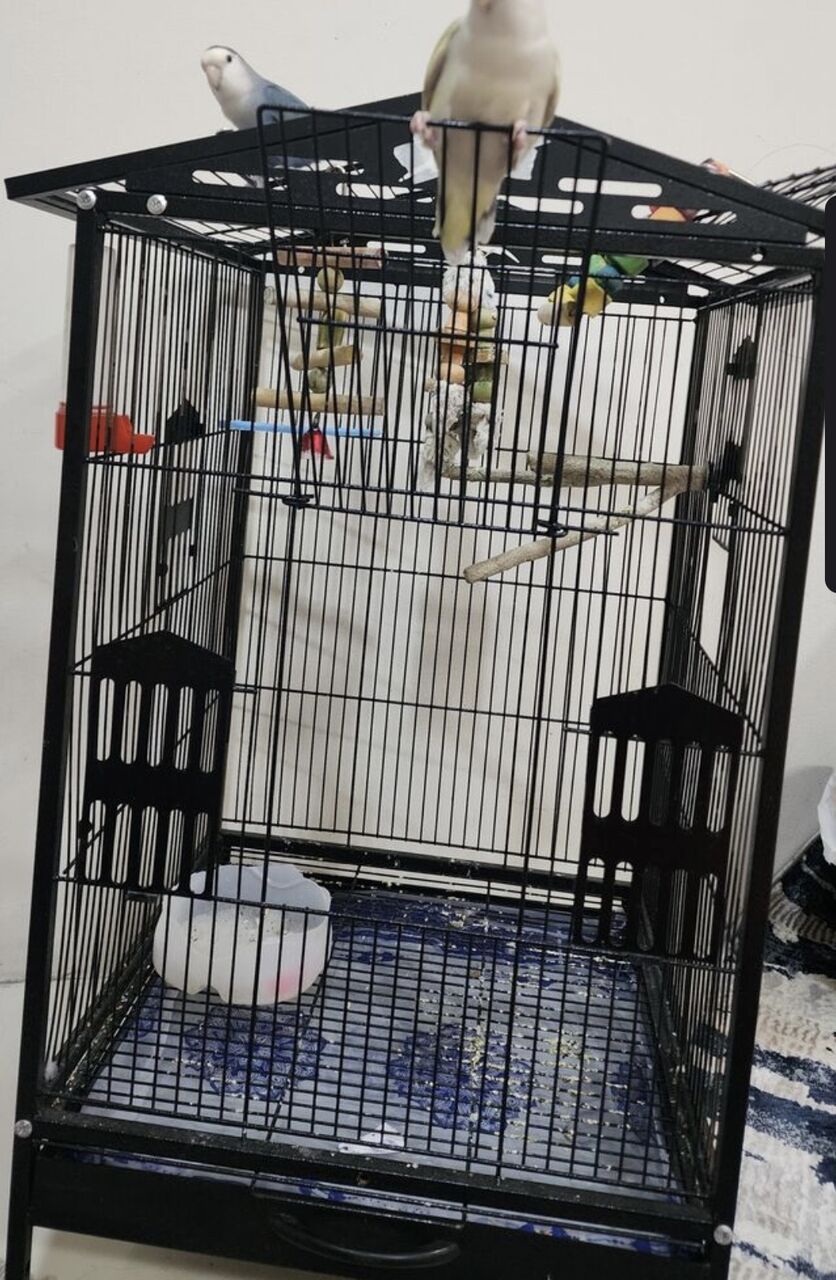 Jubail, Pet Supplies, SAR 900,  4 Pair Of Lovely Birds + 3 Cages + Accessories + Breading Box (0561870120)