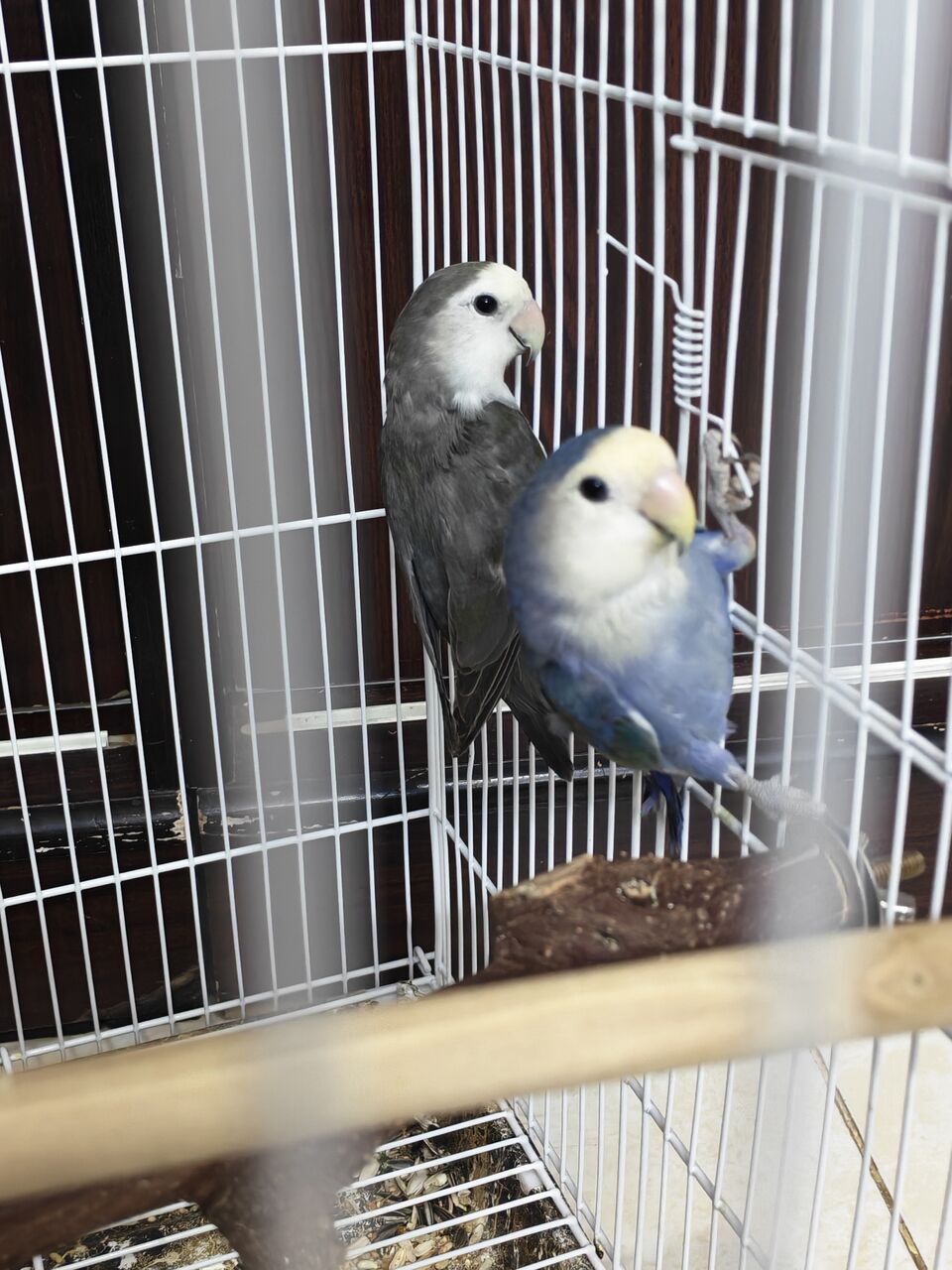 Riyadh, Pet Supplies, SAR 200,  Love Birds