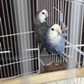 SAR 200,  Love Birds