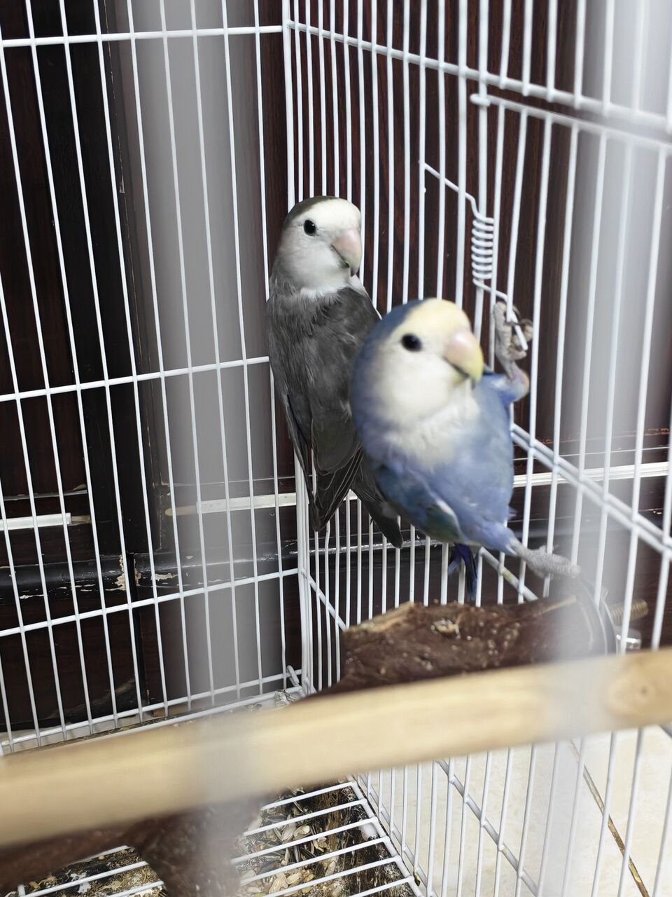 Riyadh, Pet Supplies, SAR 200,  Love Birds