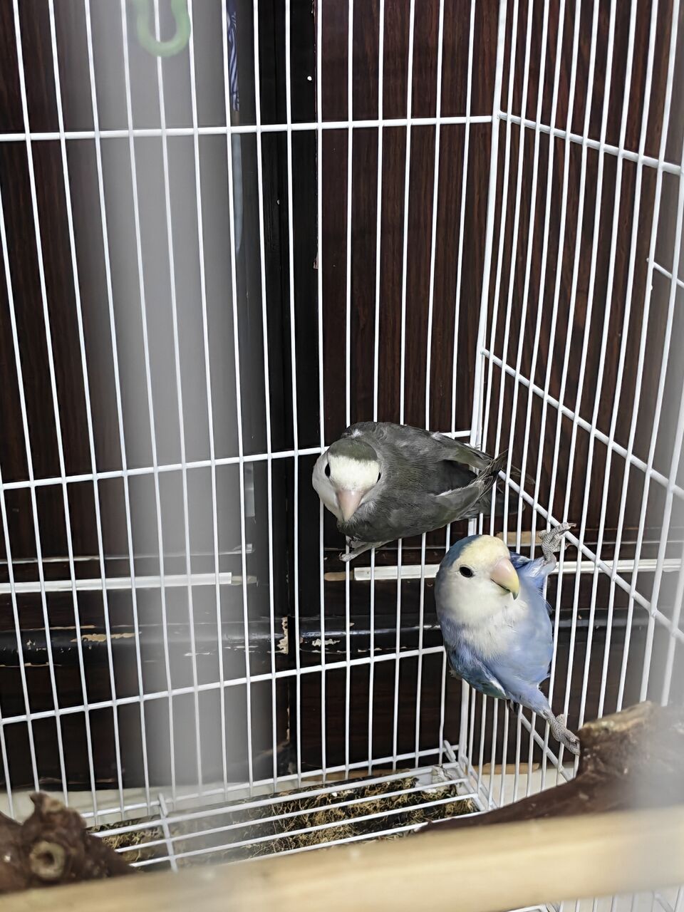Riyadh, Pet Supplies, SAR 200,  Love Birds