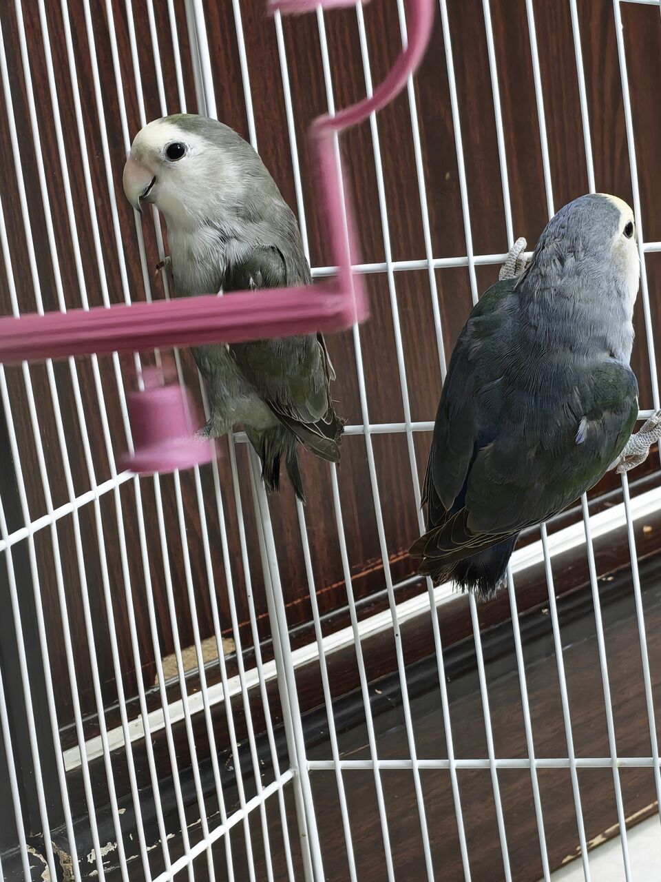 Riyadh, Pet Supplies, SAR 200,  Love Birds