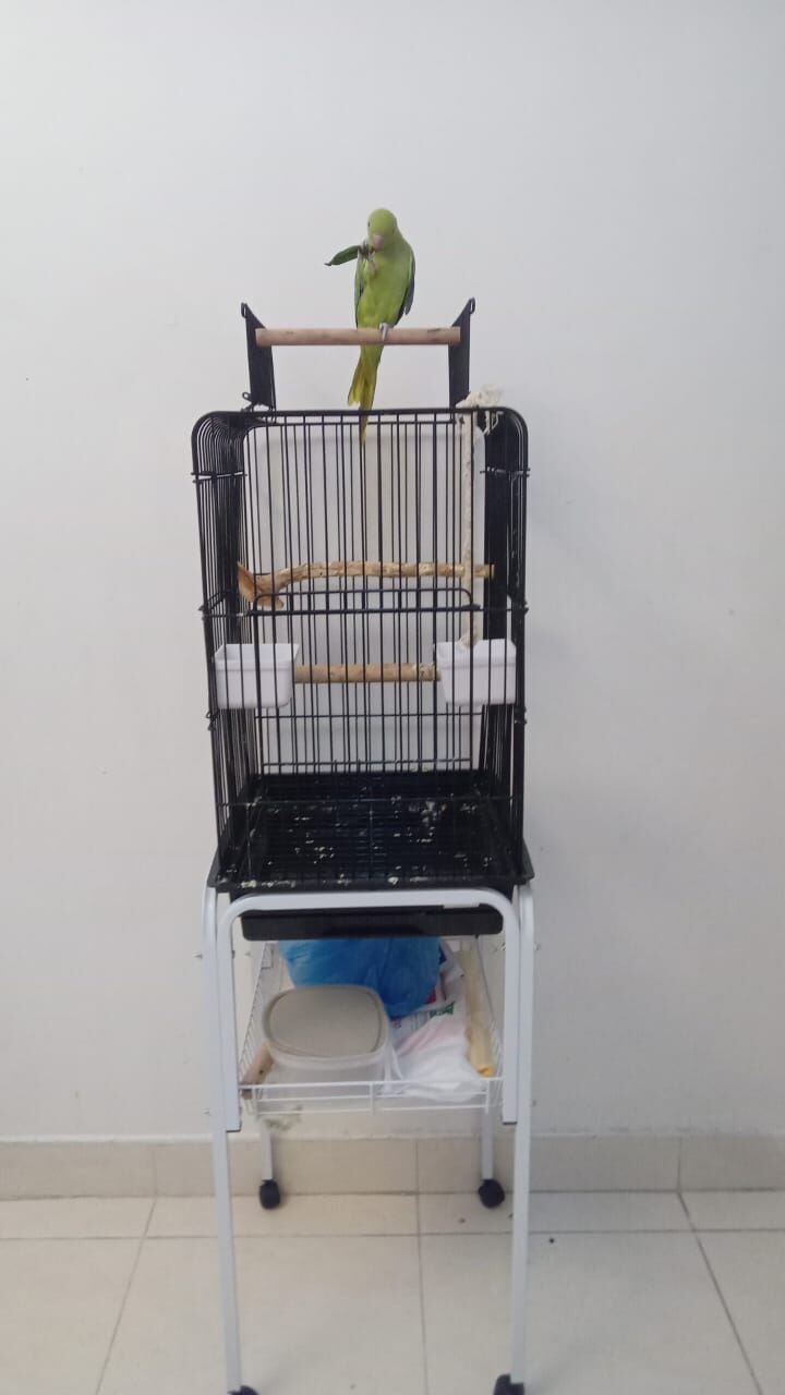Dammam, Pet Supplies, SAR 500,  Tamed Indian Green Female Parrot 6 Months & Big CAGE