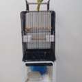 SAR 500, Tamed Indian Green Female Parrot 6 Months & Big CAGE