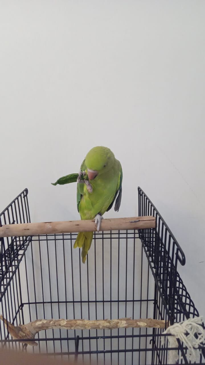 Dammam, Pet Supplies, SAR 500,  Tamed Indian Green Female Parrot 6 Months & Big CAGE