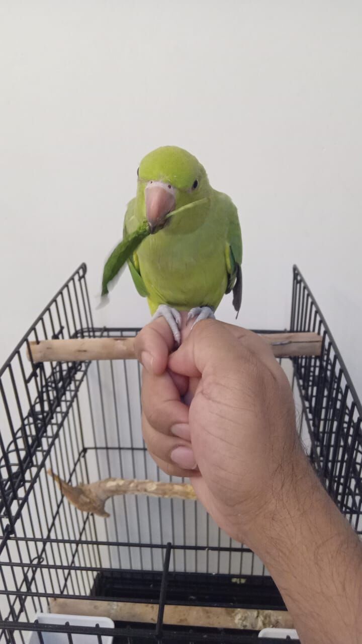 Dammam, Pet Supplies, SAR 500,  Tamed Indian Green Female Parrot 6 Months & Big CAGE