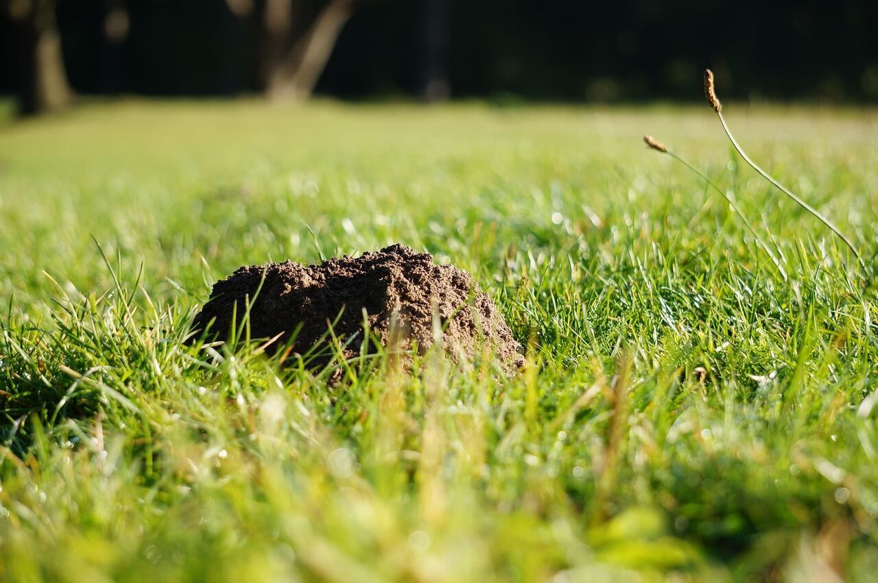 New York, Business, Hole-y Mole-y