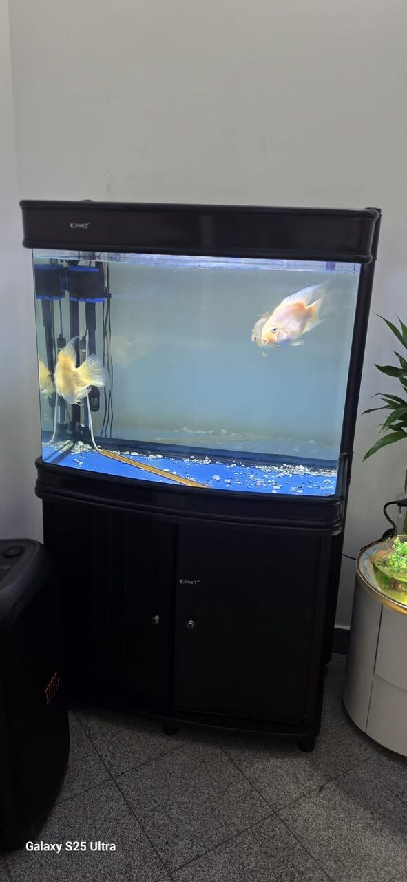 Manama, Pet Supplies, BHD 60,  Fully Equipped Fish Tank With 4 Parrot Fish