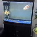 BHD 60, Fully Equipped Fish Tank With 4 Parrot Fish
