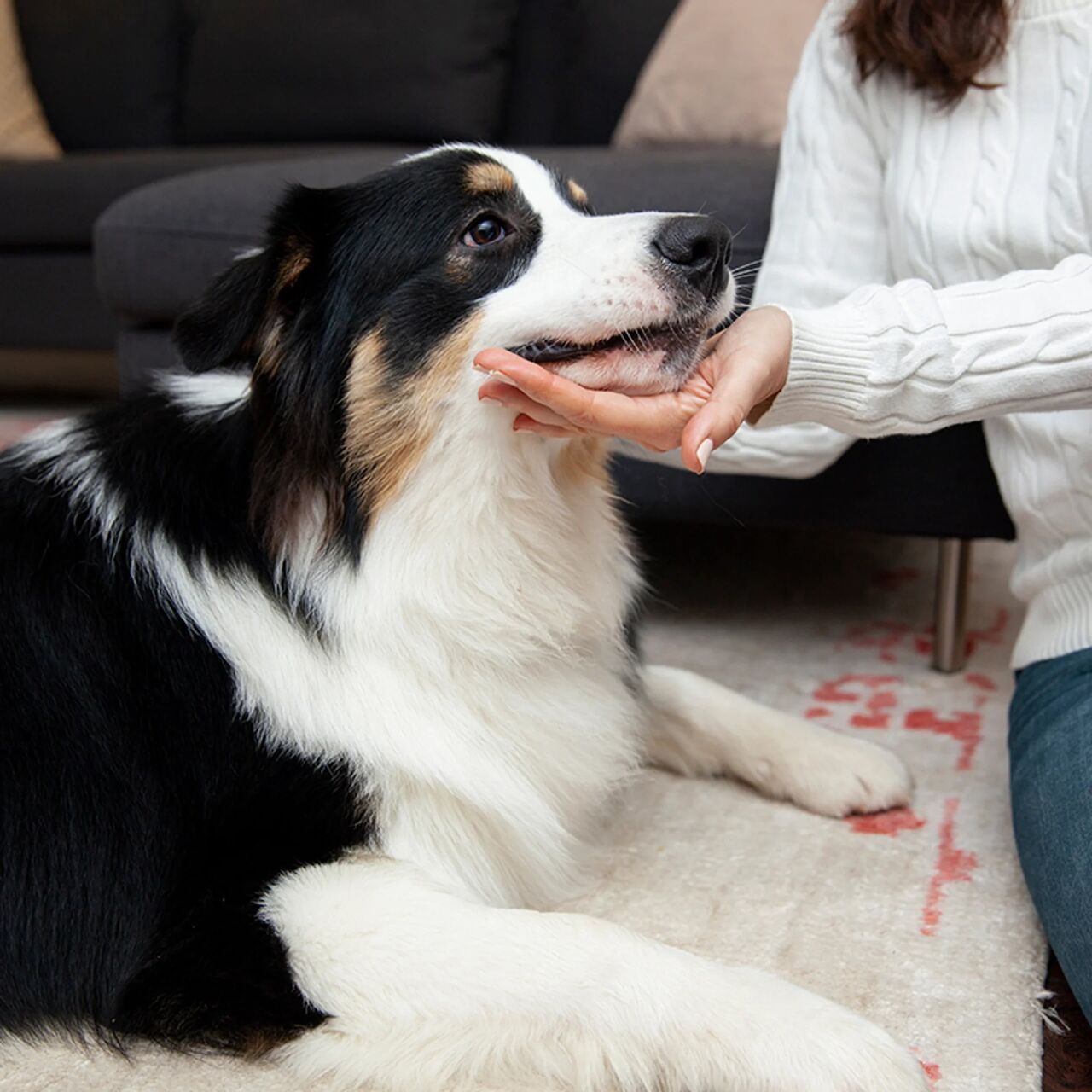 New York, Health, Victoria Animal Hospital