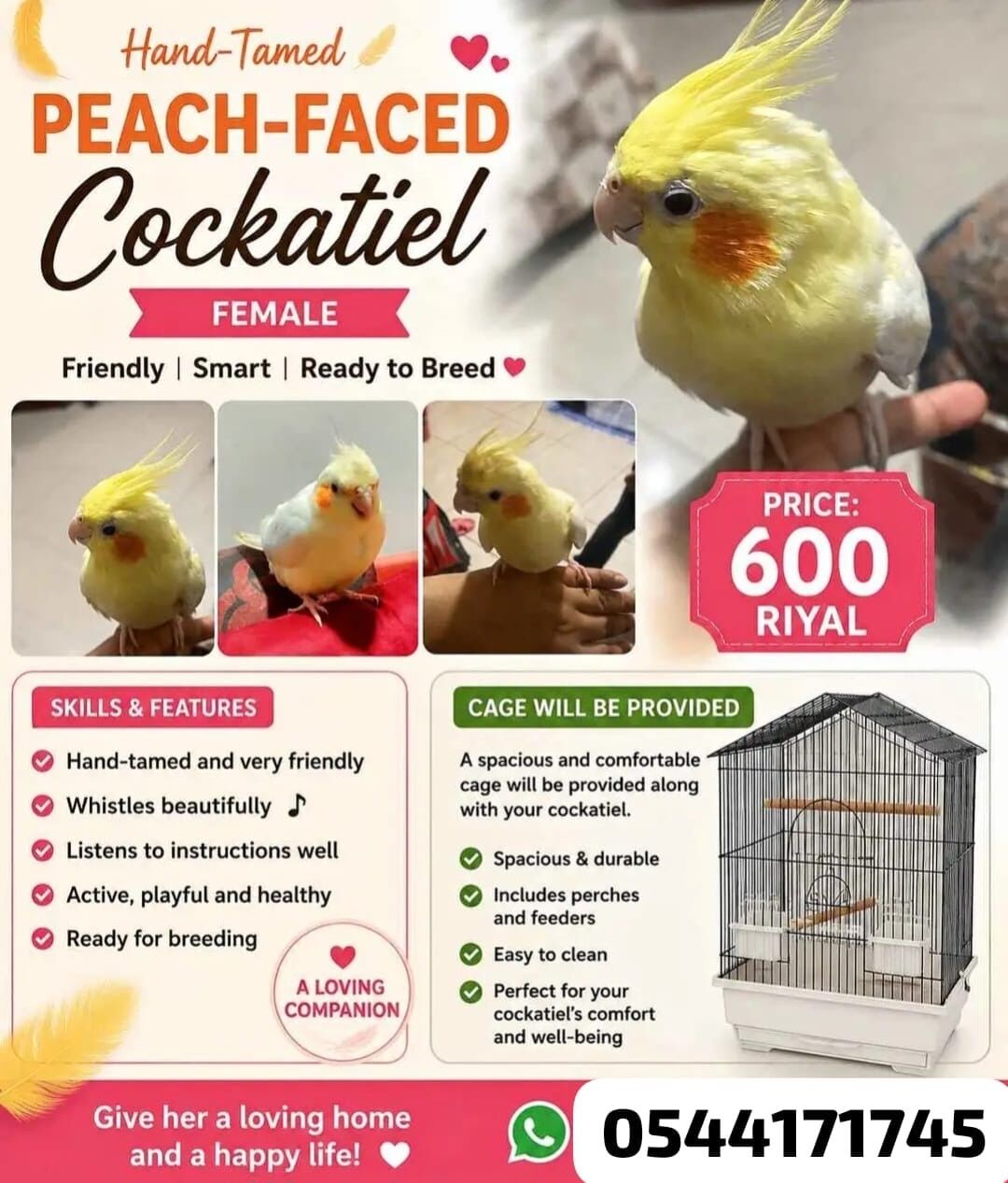 Jeddah, Pet Supplies, SAR 600,  Singing Cockatiel