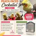 SAR 600,  Singing Cockatiel