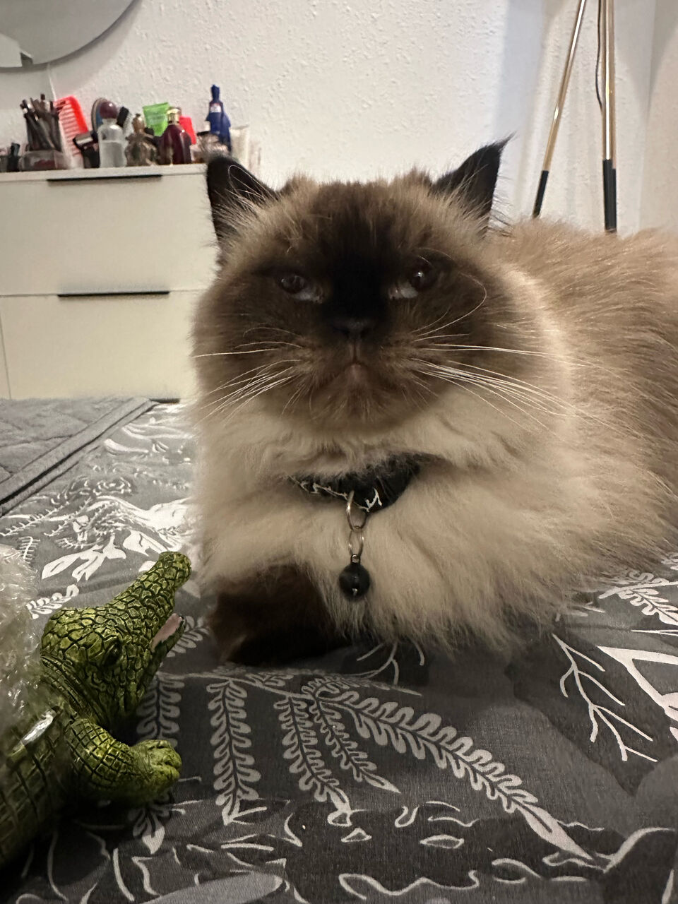 Al Rehab, Pet Supplies, Pet Cat For Free