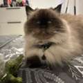 Pet Cat For Free