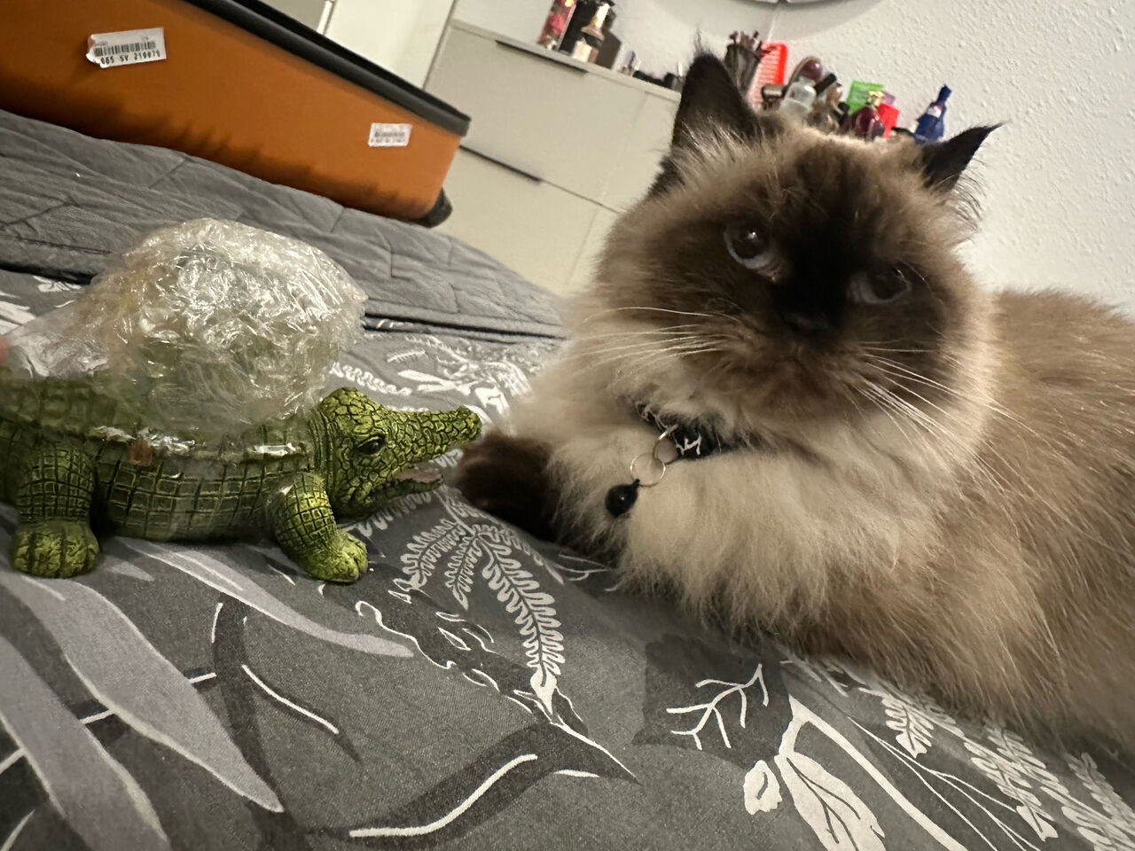 Al Rehab, Pet Supplies, Pet Cat For Free