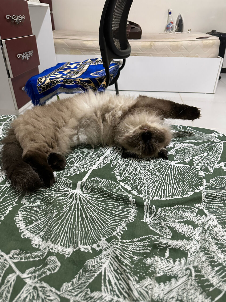 Al Rehab, Pet Supplies, Pet Cat For Free