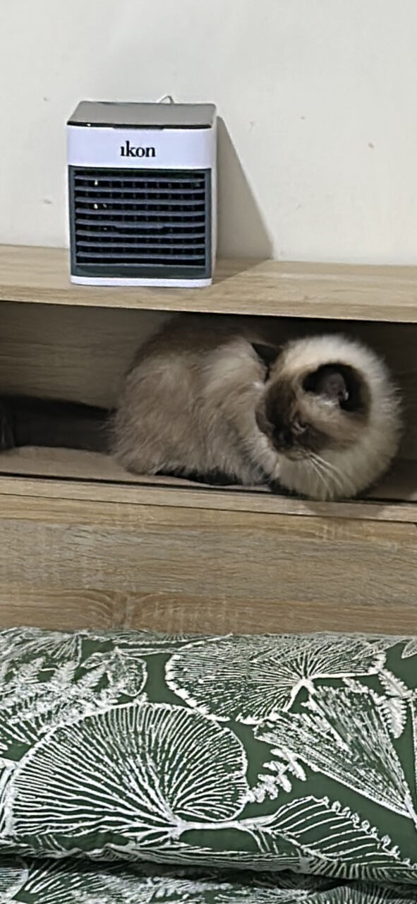 Al Rehab, Pet Supplies, Pet Cat For Free