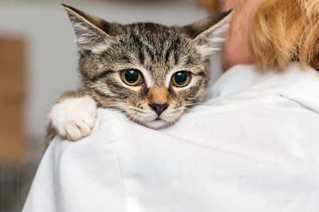 New York, Job Seekers, Cats Only Veterinary Hospital