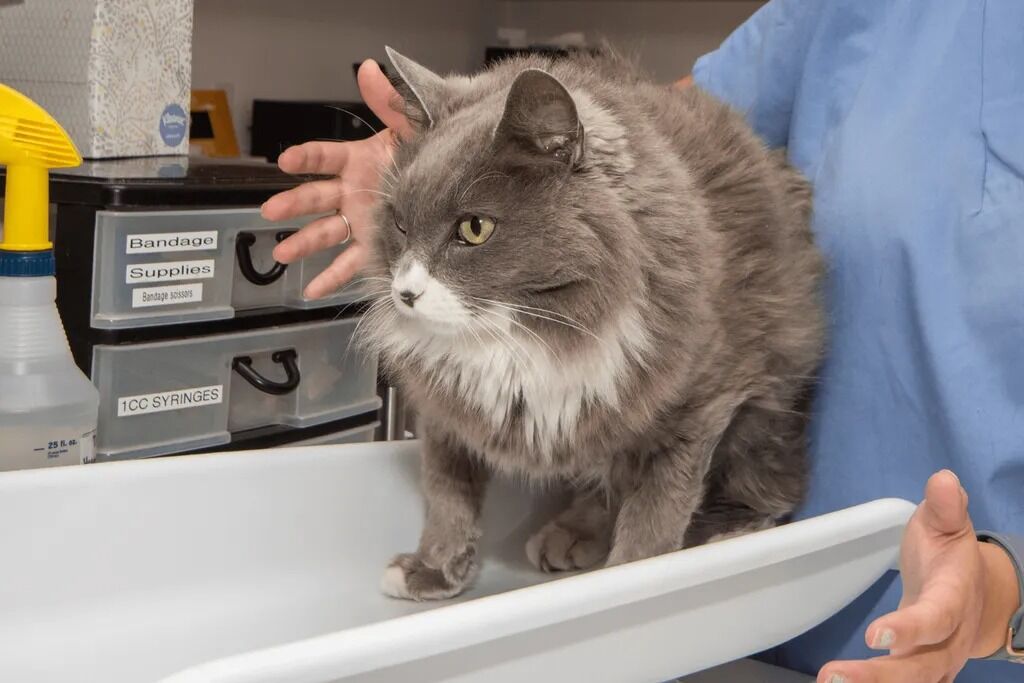 New York, Job Seekers, Cats Only Veterinary Hospital