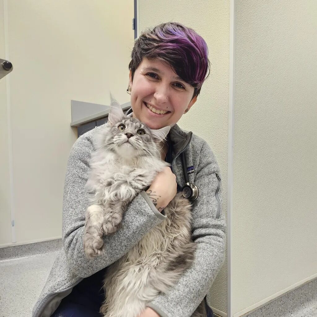 New York, Job Seekers, Cats Only Veterinary Hospital