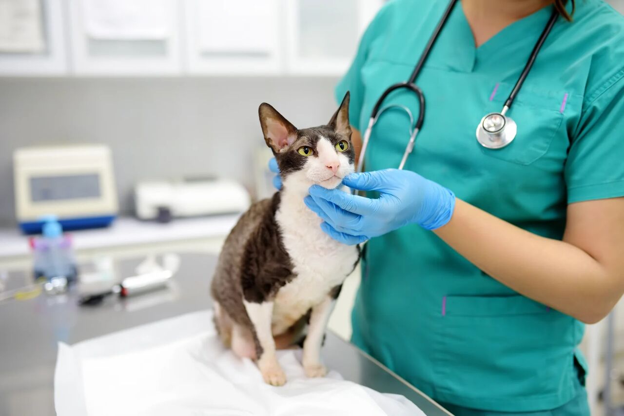 New York, Job Seekers, Cats Only Veterinary Hospital