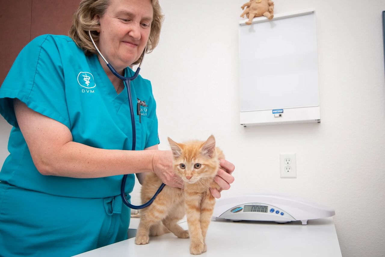 New York, Job Seekers, Cats Only Veterinary Hospital