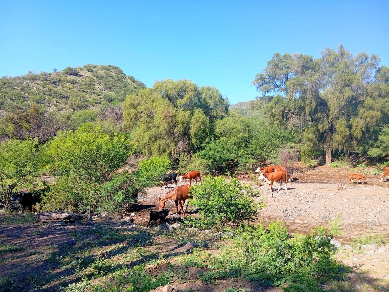 Buenos Aires, Agricultural Land, USD 190,  10000000 Sq. Meter,  1,000-Hectare Land Investment Opportunity In Valle F&eacute;rtil, San Juan, Argentina
