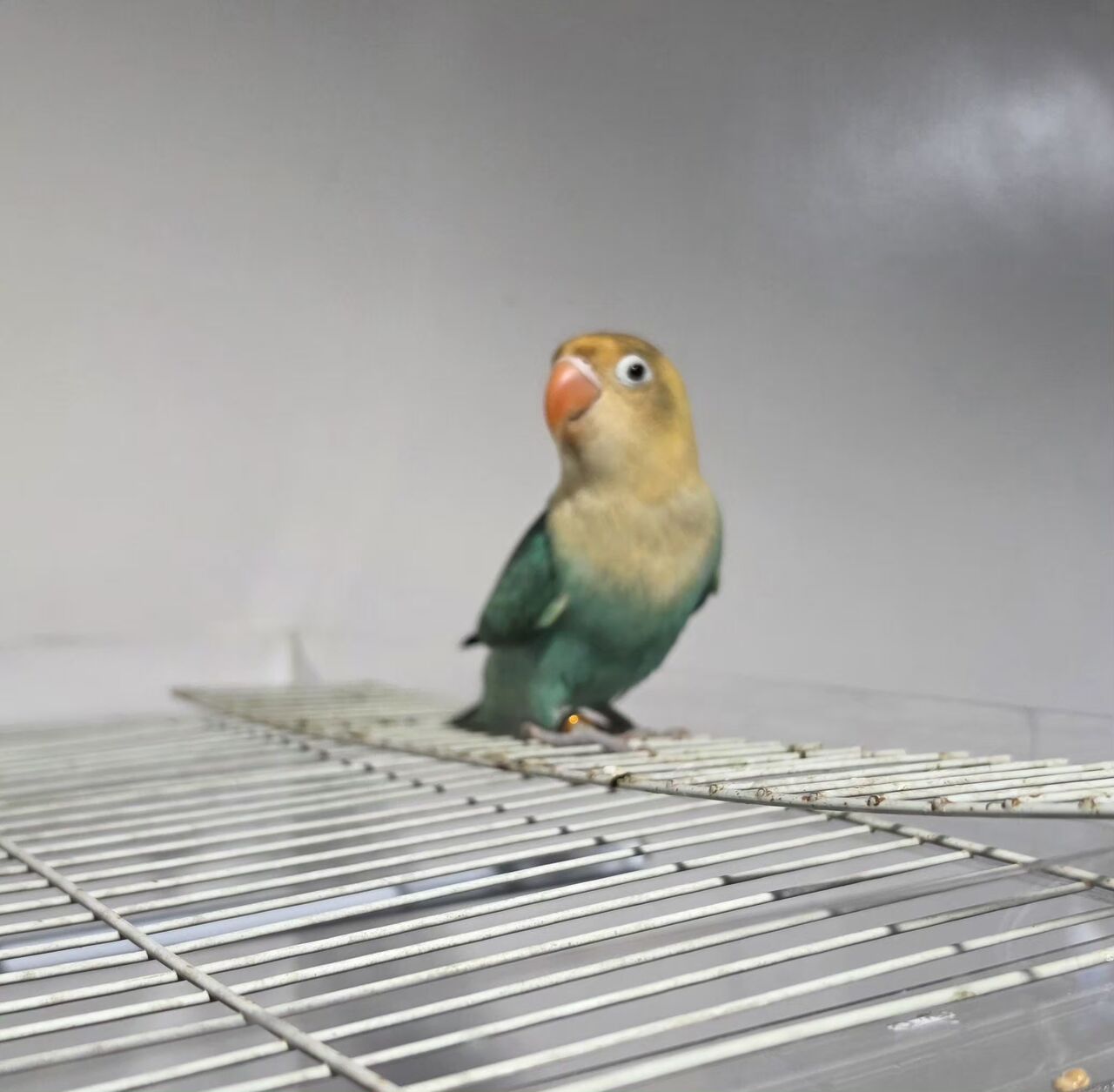 Dammam, Pet Supplies, SAR 150,  African Love Birds For Sale