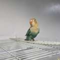 SAR 150, African Love Birds For Sale
