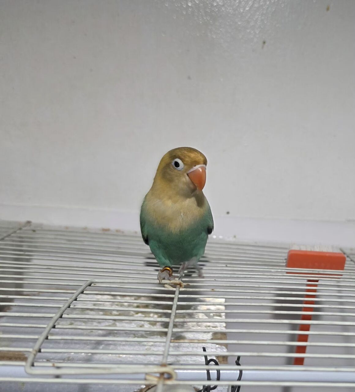 Dammam, Pet Supplies, SAR 150,  African Love Birds For Sale