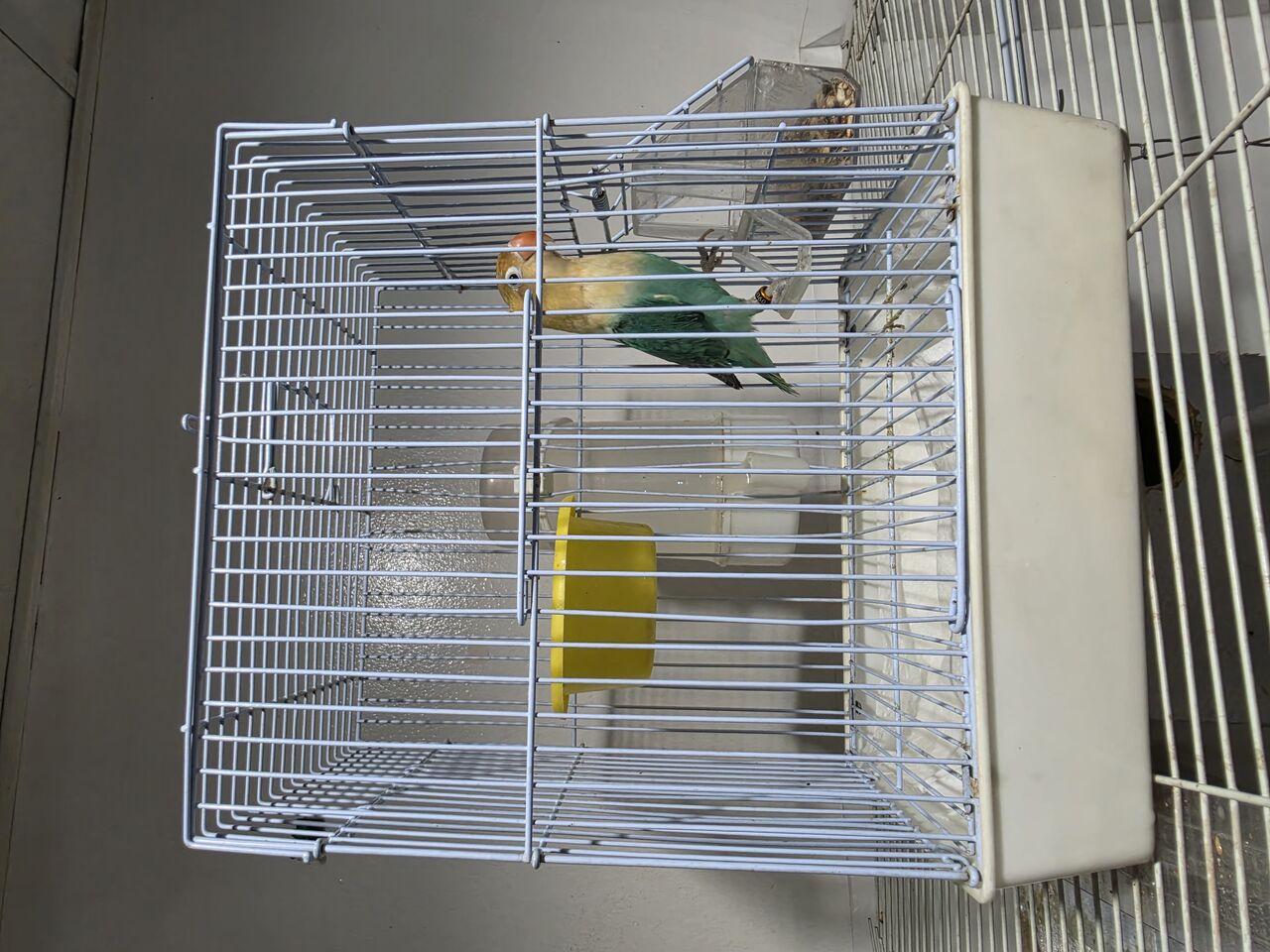 Dammam, Pet Supplies, SAR 150,  African Love Birds For Sale