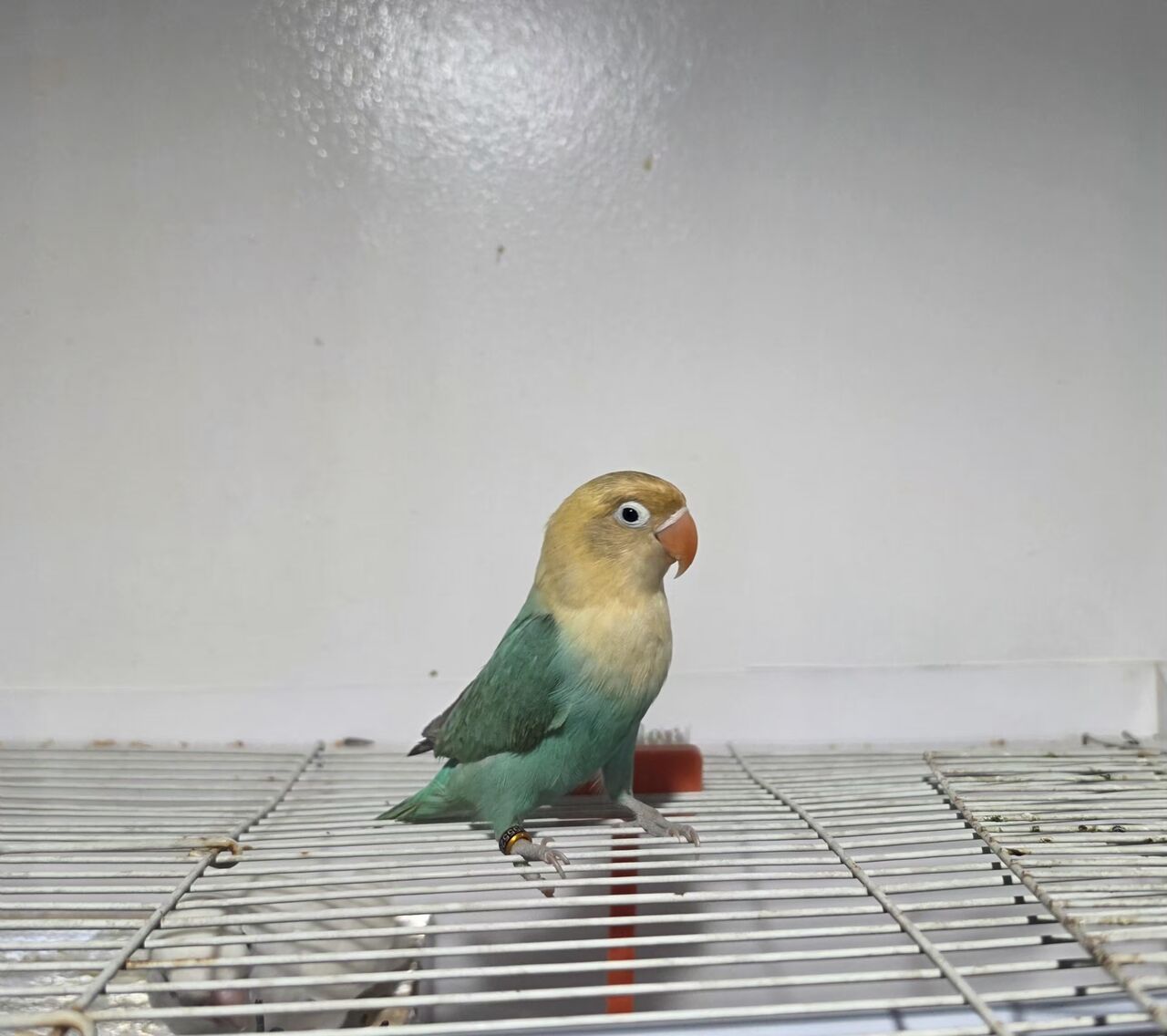 Dammam, Pet Supplies, SAR 150,  African Love Birds For Sale