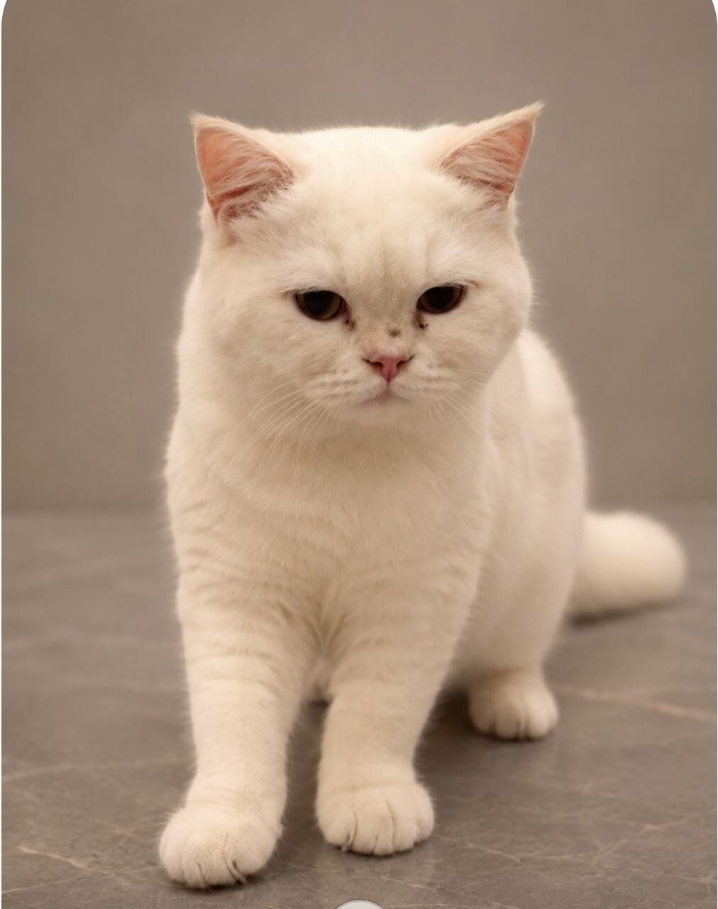 Riyadh, Pet Adoption, PURE BRITISH SHORTHAIR FOR ADOPTION RIYADH SAUDI ARABIA