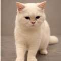 PURE BRITISH SHORTHAIR FOR ADOPTION RIYADH SAUDI ARABIA