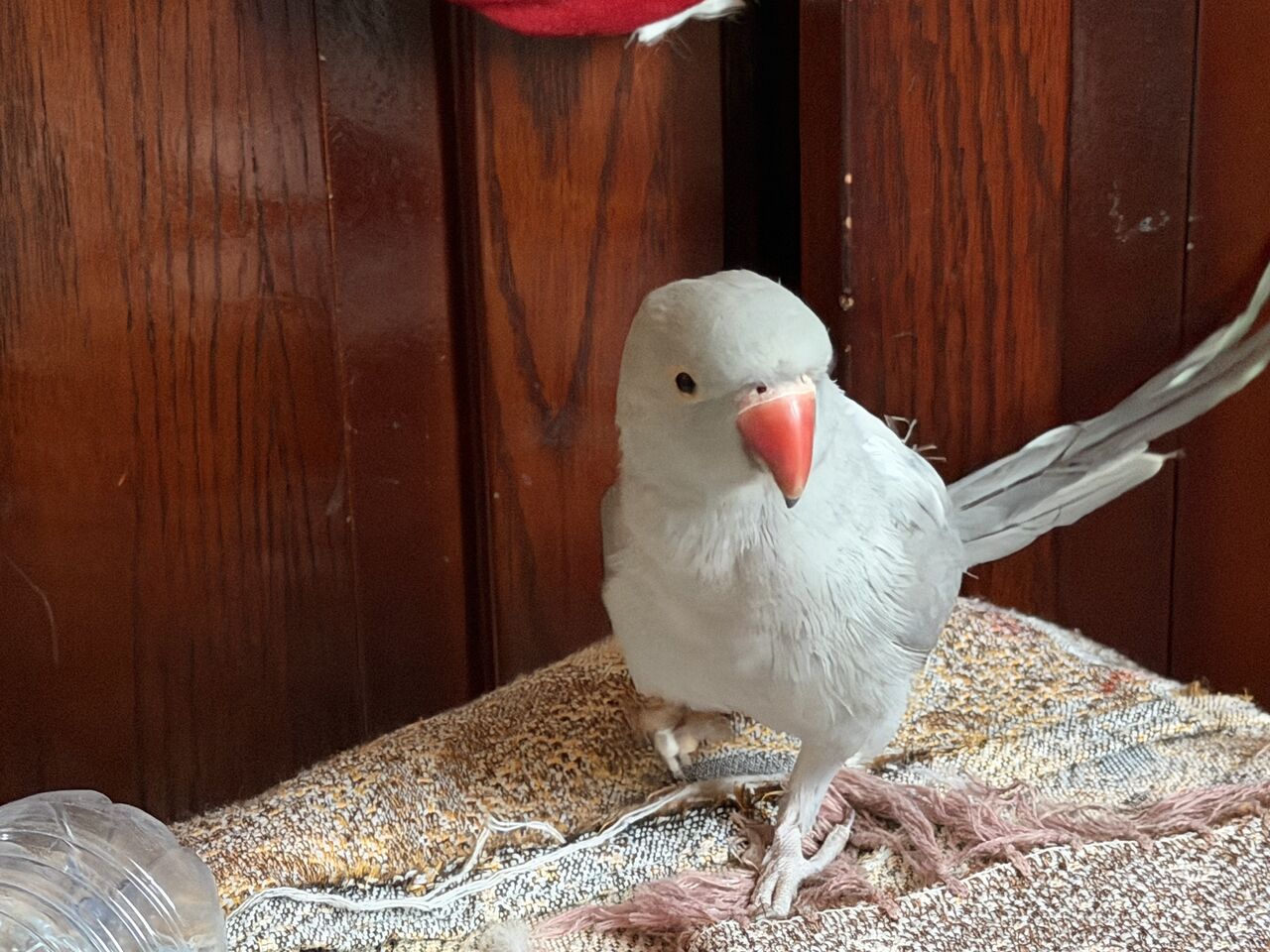 Khobar, Pet Supplies, SAR 1000,  Hollandi Parrot For Sale